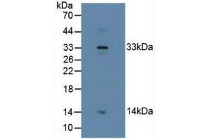 Figure. (Relaxin 2 anticorps  (AA 1-185))
