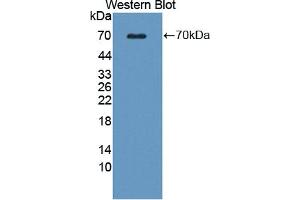 Western blot analysis of the recombinant protein. (WNT16 anticorps  (AA 30-365))