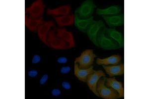 ZER1 Mouse Monoclonal Antibody staining Hela cells by IF/ICC. (ZER1 anticorps)