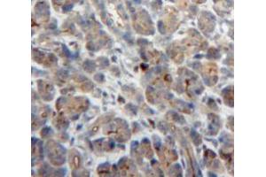 Used in DAB staining on fromalin fixed paraffin-embedded Pancreas tissue (NCF2 anticorps  (AA 355-526))