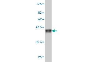 Western Blot detection against Immunogen (36.