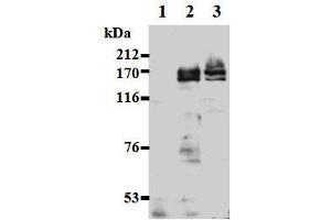Western Blotting (WB) image for anti-Ankyrin Repeat-Containing Protein (EHMT2) (AA 621-1000), (C-Term) antibody (ABIN1449182)