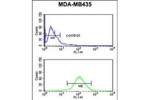 Flow cytometric analysis of MDA-MB435 cells (bottom histogram) compared to a negative control cell (top histogram). (NARFL anticorps  (AA 240-269))