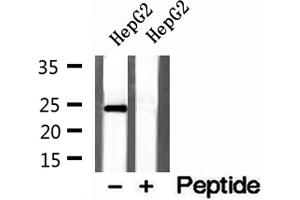Western blot analysis of extracts of HepG2 cells, using Cyclophilin B antibody. (PPIB anticorps  (C-Term))
