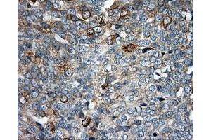 Immunohistochemistry (IHC) image for anti-Nucleotide Exchange Factor SIL1 (SIL1) antibody (ABIN1496810) (SIL1 anticorps)