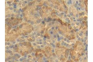 DAB staining on IHC-P; Samples: Mouse Kidney Tissue (BCL2L1 anticorps  (AA 2-212))