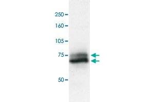 Identification of RAD18 protein in crude extract of A-549 cells by western blotting with RAD18 polyclonal antibody . (RAD18 anticorps  (C-Term))