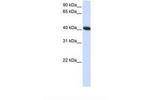 Image no. 1 for anti-Chromosome 1 Open Reading Frame 159 (C1orf159) (AA 241-290) antibody (ABIN6738342) (C1orf159 anticorps  (AA 241-290))