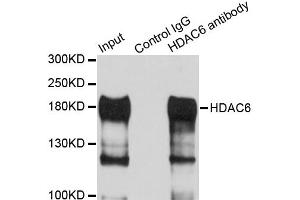 Immunoprecipitation analysis of 100ug extracts of HepG2 cells using 3ug HDAC6 antibody. (HDAC6 anticorps)