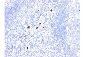 anti-Granulocyte Marker antibody