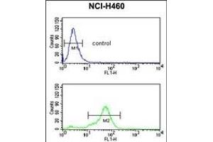 H4 Antibody ( K20 [Me2] ) (ABIN650815 and ABIN2839793) flow cytometric analysis of NCI- cells (bottom histogram) compared to a negative control cell (top histogram).