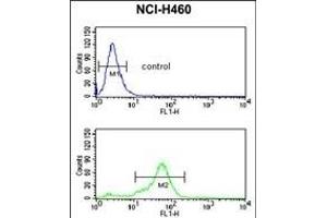 H4 Antibody ( K20 [Me2] ) (ABIN650815 and ABIN2839793) flow cytometric analysis of NCI- cells (bottom histogram) compared to a negative control cell (top histogram). (HIST1H4A anticorps  (2meLys20))