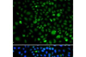 Immunofluorescence analysis of A549 cells using KLF15 Polyclonal Antibody (KLF15 anticorps)