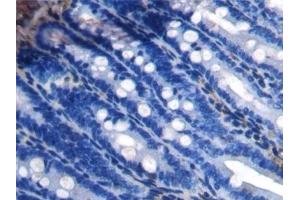 Detection of APOA4 in Rat Small intestine Tissue using Polyclonal Antibody to Apolipoprotein A4 (APOA4)