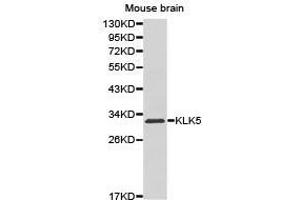 Western Blotting (WB) image for anti-Kallikrein 5 (KLK5) antibody (ABIN1873447) (Kallikrein 5 anticorps)
