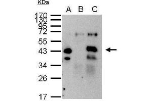 IP Image XPA antibody immunoprecipitates XPA protein in IP experiments. (XPA anticorps  (Center))