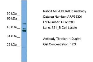 WB Suggested Anti-LDLRAD3  Antibody Titration: 0. (LDLRAD3 anticorps  (Middle Region))