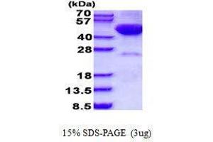 Figure annotation denotes ug of protein loaded and % gel used. (DRAK2 Protéine)