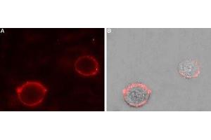 Expression of Two pore calcium channel protein 2 in rat PC12 cells - Cell surface detection of Two pore calcium channel protein 2 in intact living rat pheochromocytoma (PC12) cells.