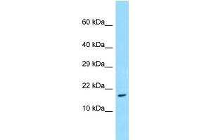 WB Suggested Anti-TRAPPC3 Antibody Titration: 1. (TRAPPC3 anticorps  (N-Term))