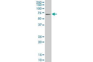 KLF11 monoclonal antibody (M03), clone 10D8 Western Blot analysis of KLF11 expression in NIH/3T3 . (KLF11 anticorps  (AA 404-512))