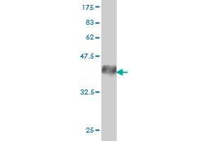 Western Blot detection against Immunogen (39.