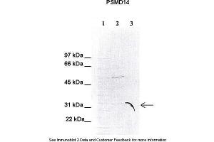 Lanes:   1. (PSMD14 anticorps  (C-Term))