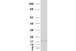 Validation with Western Blot