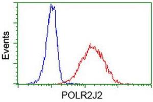 Image no. 1 for anti-Polymerase (RNA) II (DNA Directed) Polypeptide J2 (POLR2J2) antibody (ABIN1500337) (POLR2J2 anticorps)