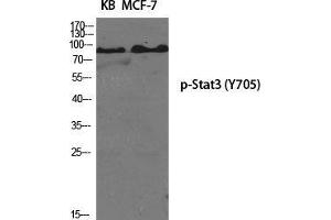 Western Blot (WB) analysis of specific cells using Phospho-Stat3 (Y705) Polyclonal Antibody.