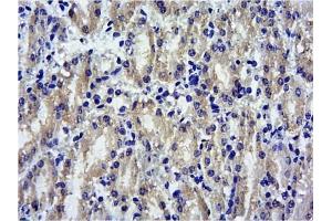ABIN184575 (10µg/ml): Staining of paraffin embedded Mouse Kidney. (SOCS1 anticorps  (C-Term))