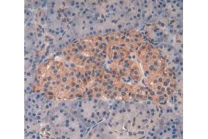 IHC-P analysis of pancreas tissue, with DAB staining. (Kallikrein 8 anticorps  (AA 29-260))