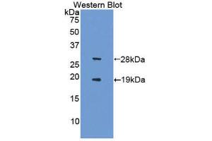 Western Blotting (WB) image for anti-Sirtuin 1 (SIRT1) (AA 244-498) antibody (ABIN1860561) (SIRT1 anticorps  (AA 244-498))