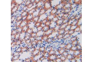 IHC-P analysis of kidney tissue, with DAB staining. (ATP1B1 anticorps  (AA 53-304))