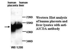Image no. 1 for anti-Activation-Induced Cytidine Deaminase (AICDA) (N-Term) antibody (ABIN790993) (AICDA anticorps  (N-Term))