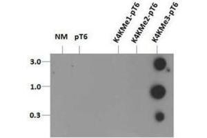 Dot Blot of Rabbit Histone H3 [Trimethyl Lys4, p Thr6] Antibody.