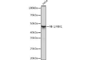 Western blot analysis of extracts of HeLa cells, using YB-1/YBX1 Rabbit mAb (ABIN7271410) at 1:1000 dilution. (YBX1 anticorps)