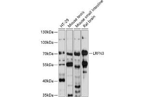 Western blot analysis of extracts of various cell lines, using LRFN3 antibody (ABIN7268215) at 1:1000 dilution.