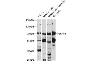 Western blot analysis of extracts of various cell lines, using LRFN3 antibody (ABIN7268215) at 1:1000 dilution. (LRFN3 anticorps  (AA 380-530))