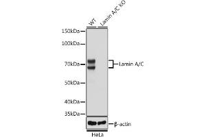 Western blot analysis of extracts from wild type (WT) and Lamin A/C knockout (KO) HeLa cells, using Lamin A/C antibody (ABIN7268177) at 1:50000 dilution.