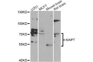 Western blot analysis of extracts of various cell lines, using MAPT Antibody (ABIN5970456) at 1/1000 dilution. (MAPT anticorps)