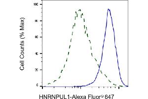 Flow cytometric analysis of HNRNPUL1 expression in HAP-1 cells using HNRNPUL1 antibody (ABIN7798903), 1:2,000). (Recombinant HNRNPUL1 anticorps)