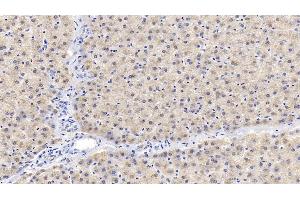 Detection of IGFBP2 in Porcine Liver Tissue using Polyclonal Antibody to Insulin Like Growth Factor Binding Protein 2 (IGFBP2)