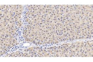 Detection of IGFBP2 in Porcine Liver Tissue using Polyclonal Antibody to Insulin Like Growth Factor Binding Protein 2 (IGFBP2) (IGFBP2 anticorps  (AA 30-316))