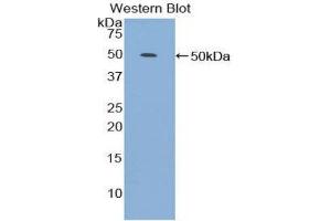 Western Blotting (WB) image for anti-Lipoprotein-Associated phospholipase A2 (Lp-PLA2) (AA 22-444) antibody (ABIN1859693) (PLA2G7 anticorps  (AA 22-444))