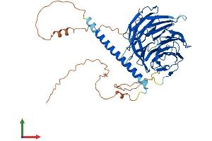 AlphaFold protein structure predicition of Human Recombinant WDR37 Protein, UniprotID Q9Y2I8