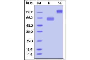 Biotinylated Human CD28, Fc Tag on SDS-PAGE under reducing (R) and no-reducing (NR) conditions.