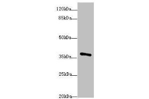 Western blot analysis of Mouse brain tissue, using POU4F3 antibody (1.