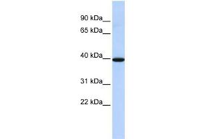 WB Suggested Anti-NMBR Antibody Titration: 0. (NMBR anticorps  (N-Term))