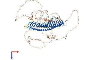 AlphaFold protein structure predicition of Human Recombinant JPH3 Protein, UniprotID Q8WXH2